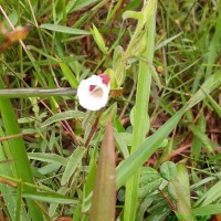 Centranthera indica (L.) Gamble